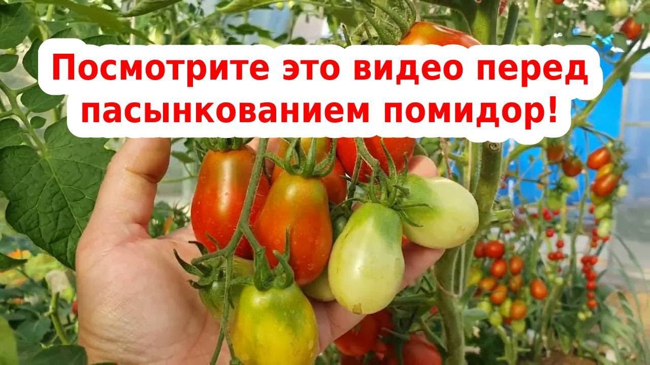 Пасынкование томатов. Помидоры без пасынкования