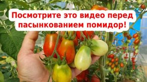 Пасынкование томатов. Помидоры без пасынкования