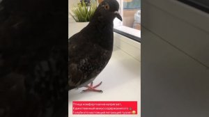 Вирус Ньюкасла лечение вертячки . голубь Аркадий