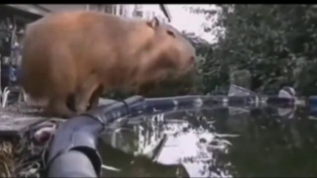 тот самый зверёк прыгает в бассейн смотреть онлайн