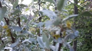 ЛОХ серебристый! СУПЕР ароматный сад!!!