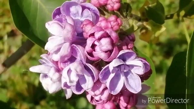 Кустарники на даче в мае./Моя Любимая Дача!//Ура! Цветут сирени, боярышник. Зацвёл каштан! смотреть онлайн