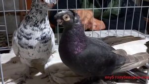 узбекские двухчубие голуби коканда