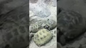 Спаривание сухопутных черепах.