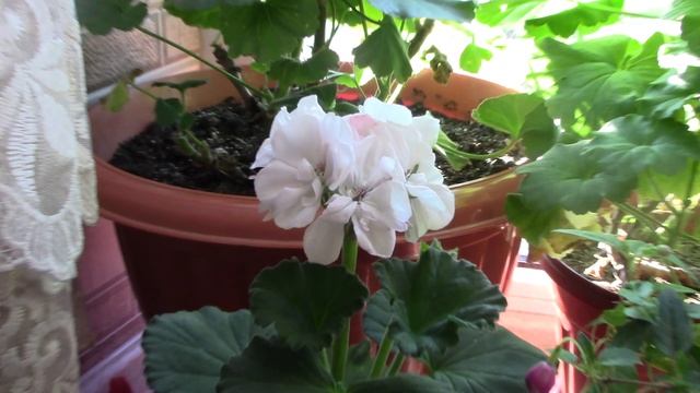 Пеларгония,  которая вас очарует..mp4 смотреть онлайн