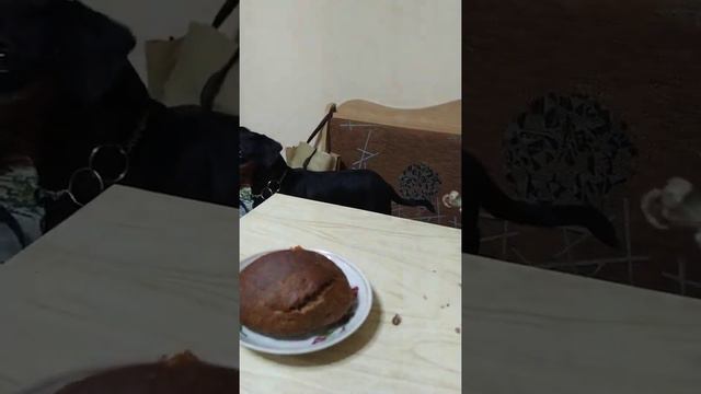 попугай жако и цвергпинчер делят косточку смотреть онлайн