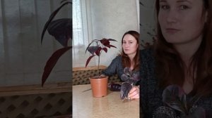 Псевдоэрантемум. Мой опыт ухода в домашних условиях.