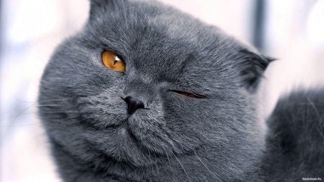 Милые котики