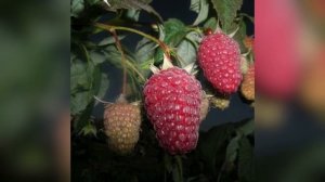 МАЛИНА АТЛАНТ РЕМОНТАНТНАЯ || МАЛИНА АТЛАНТ ОПИСАНИЕ СОРТА