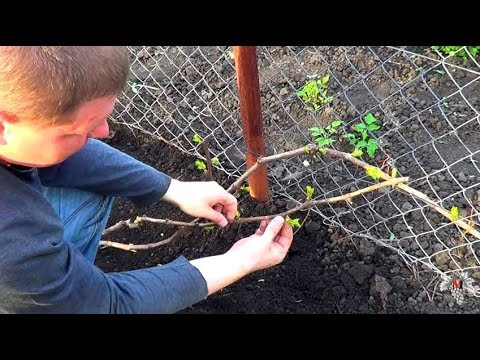 Выломка (нормировка) зеленых побегов на молодых кустах