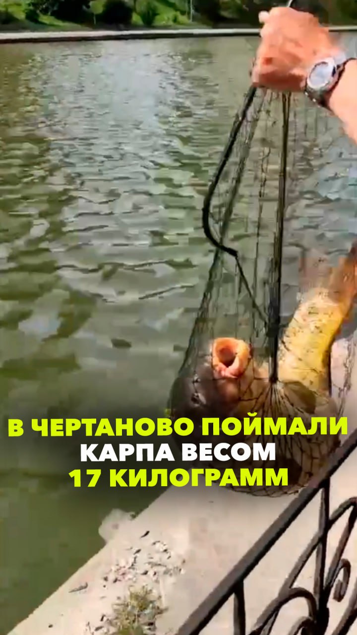 В Чертановском пруду поймали карпа весом 17 кг!