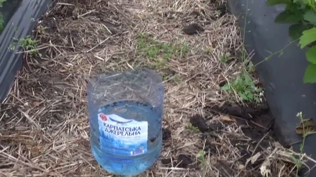 Вредители Сада и Огорода. Бронзовка мохнатая.