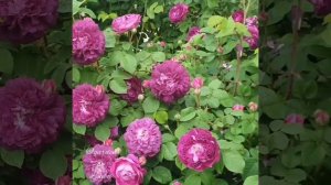 Rose Cardinal de Richalieu / роза Кардинал де Ришелье