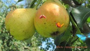 Груша плодовая Детская (pyrus communis detskaia) ? Детская обзор: как сажать, саженцы груши Детская