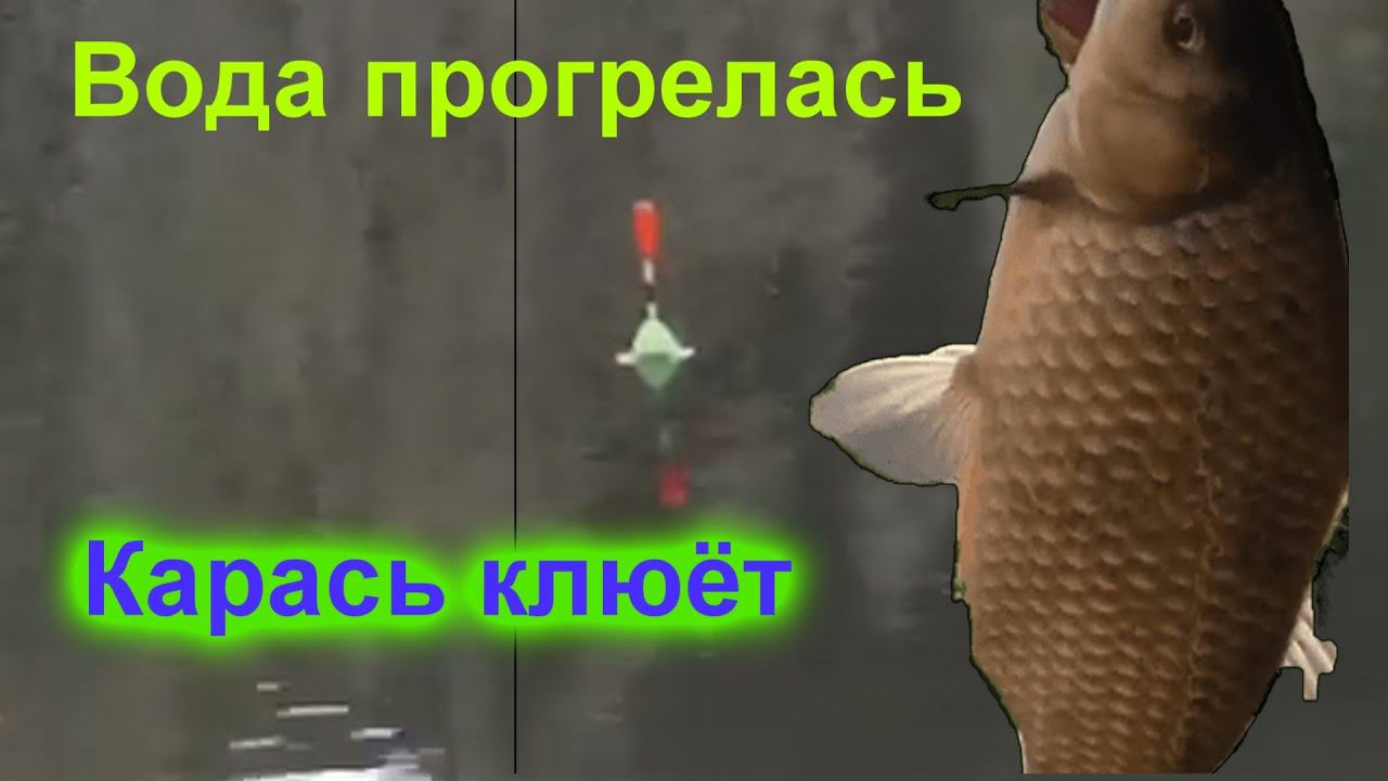 Карась клюёт отлично 20 Мая часть №1