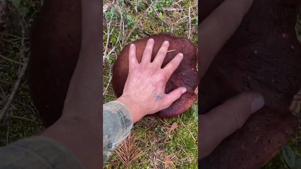 Грибной Гигант царь всех Грибов смотреть онлайн