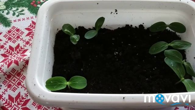 Рассада огурцов вытянулась