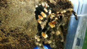 Птицеед SMITHI линяет