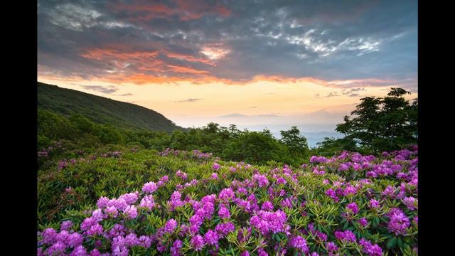 Añorando la primavera. W.A. Mozart смотреть онлайн