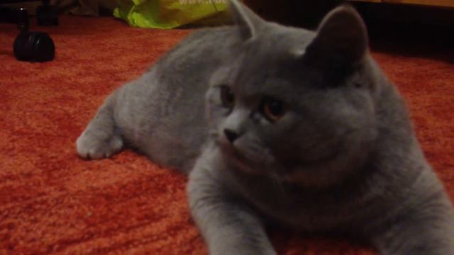 Кошка Алиса порода британская сторожевая смотреть онлайн