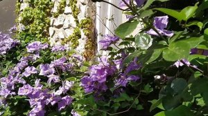 Роза Декор Арлекин/Первая роза в нашем саду/Decor Arlequin