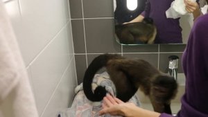 Купание и одевание обезьянки. Готовимся ко сну.