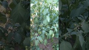 Паслен черный - его неспелые ягоды ядовиты. Можно ли его выращивать на огороде?