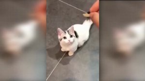 Котики и милые котята нарезка