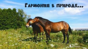 Гармония в природе   *
