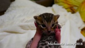 СВОБОДНА/AVAILABLE Bengal kitten-girl: Rimma Murbenmir / SALE