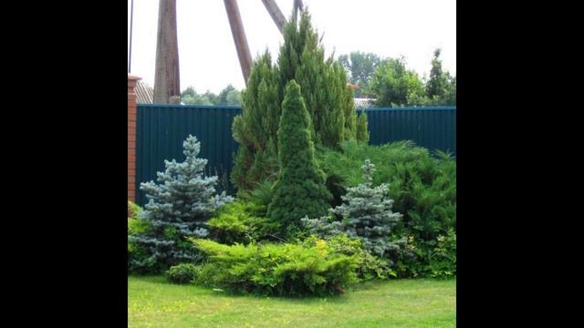 Посадка хвойных растений смотреть онлайн