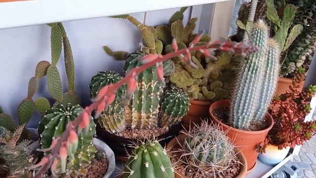 КАЛАНХОЕ-АЛОЭ-ГАСТЭРИЯ?ЦВЕТУТ!! смотреть онлайн