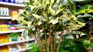 ?ЛЕРУА МЕРЛЕН?Что Новенького??⚘?