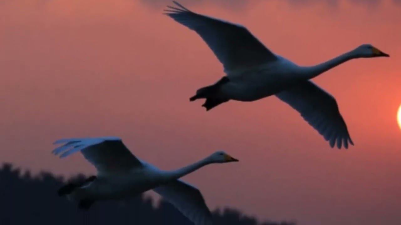 Утушки, вы утушки стихи Стэн Голем, Исполнитель Татьяна Козловская, Музыка Дамир Саликов Монтаж смотреть онлайн