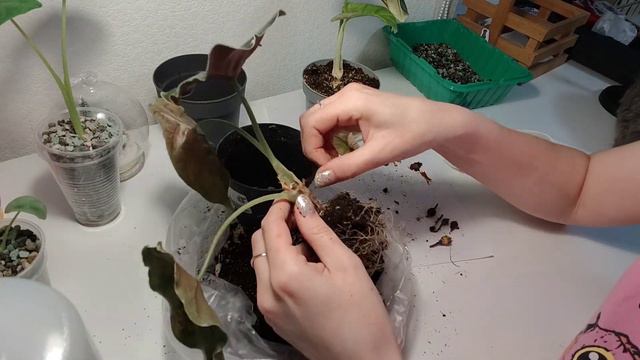 Пересадка новеньких алоказек и уход за старыми