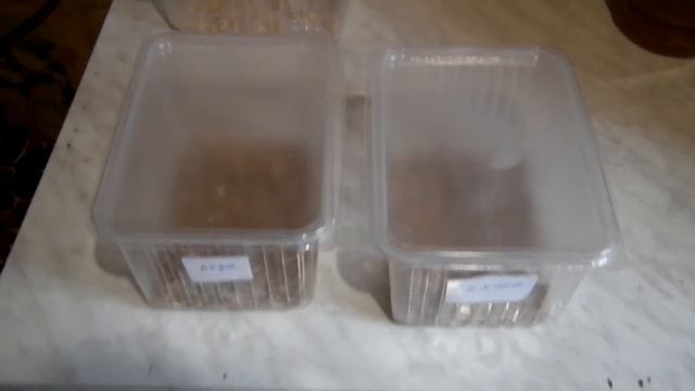 Микробиологический препарат сияние 1, тест: плесень смотреть онлайн