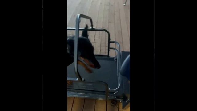 Беговая дорожка для собак wikiRUN LARGE Pro, видеообзор работы