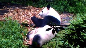Панды в Центре разведения панд в Ченду. Pandas in panda breeding center in Chengdu