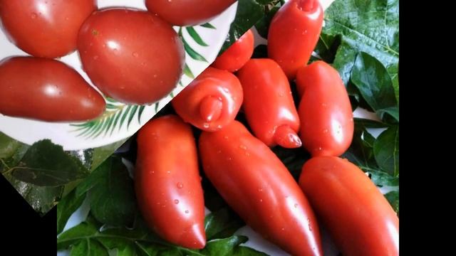 Сорта томатов из моей коллекции для консервирования, вяленья, соления и заморозки. смотреть онлайн