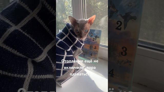 Кот Грут в одежке, дома прохладно и сфинкс постоянно прячется под одеялом, поэтому одеваться надо))