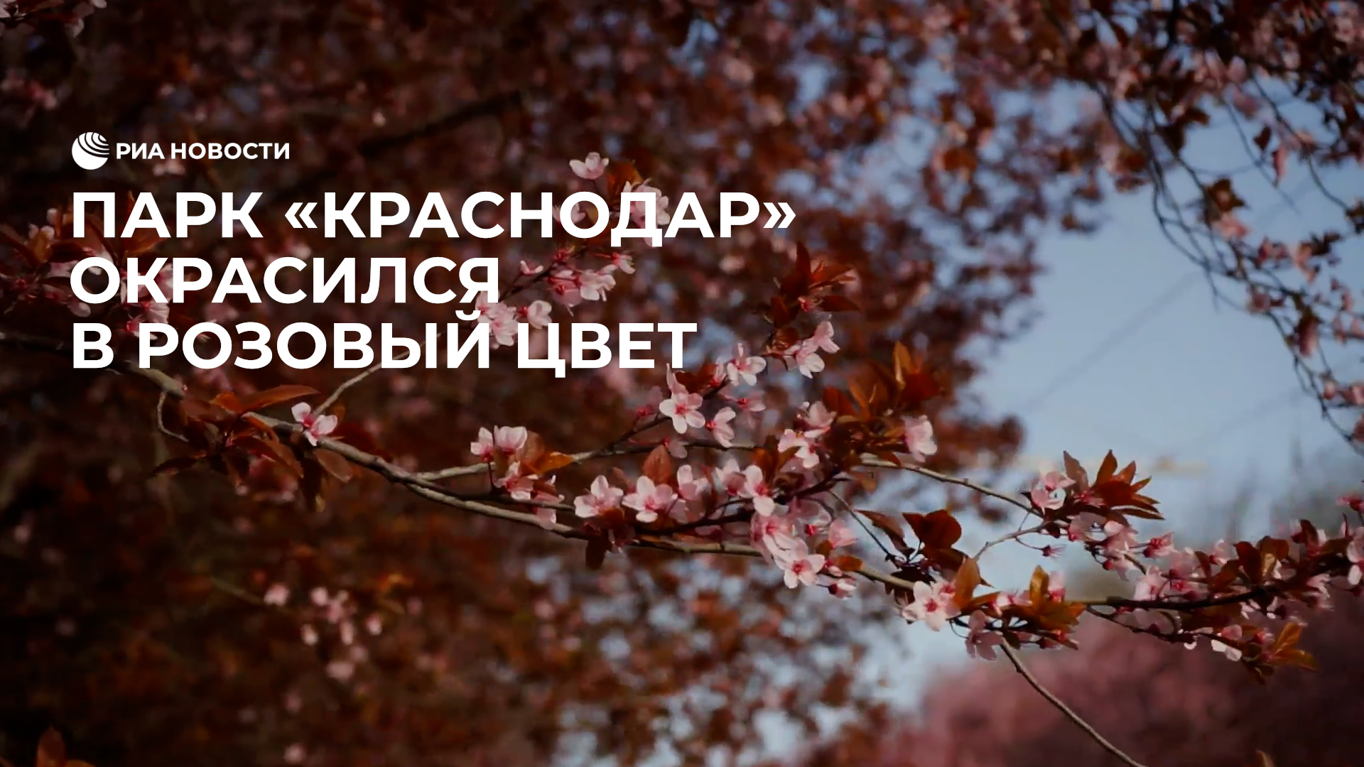 Парк "Краснодар" окрасился в розовый цвет