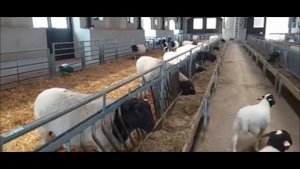 Овчарня. Как устроены наши овчарни. Техника