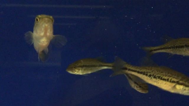 Окунь Большеротый - Micropterus salmoides Малек смотреть онлайн