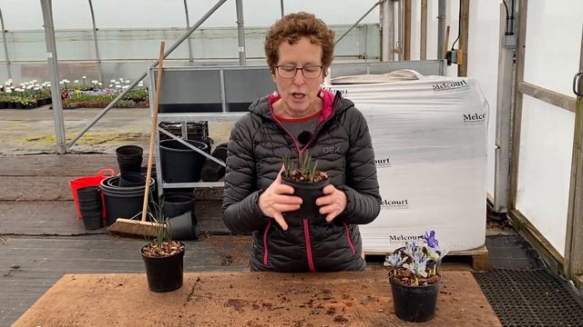 Bulbs for Early Spring смотреть онлайн