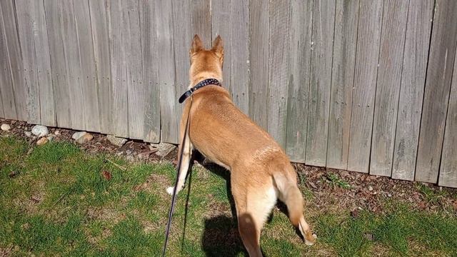 Обзор магазина Bath and Body Works!! Утренняя прогулка с Ванюшей!!🐶🌞 смотреть онлайн