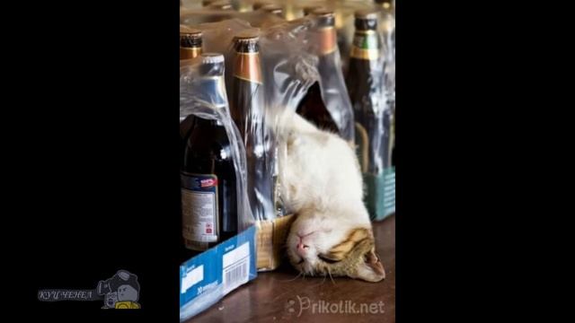Приколы над спящим людьми 2015