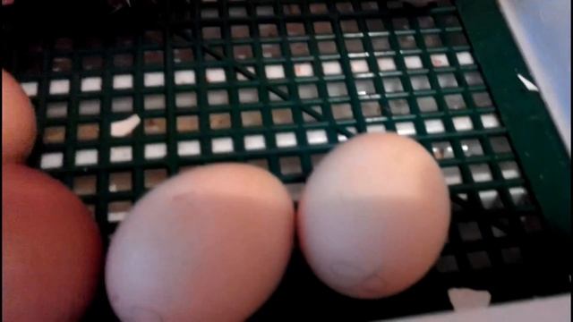 ИНКУБАЦИЯ КУРИНЫХ ЯИЦ//19-22 день. ВЫВЕДЕНИЕ ЦЫПЛЯТ смотреть онлайн