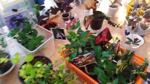 Выставка комнатных растений в октябре .Краснодар .