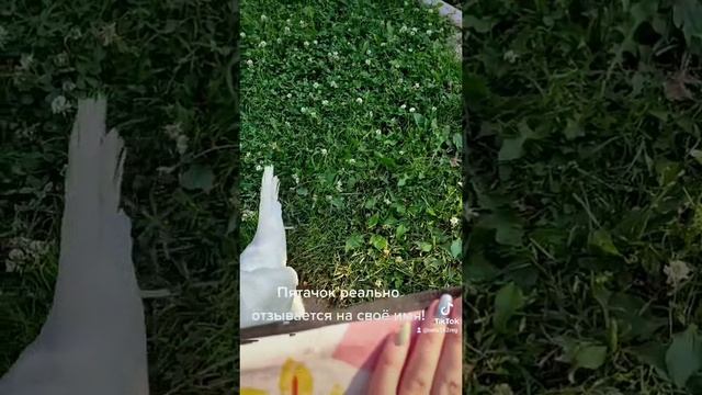 умная курица Пятачок