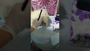 как сушить щенка после купания
